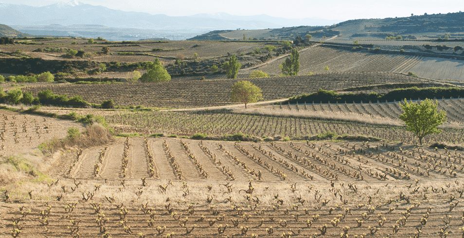 Panorámica de un viñedo de las Bodegas BAIGORRI en la Rioja Alavesa.