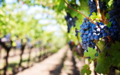 Las mejores bodegas y viñedos de la Rioja Alavesa